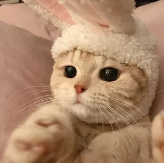 😻 gato, gatinho, orelhas de coelho, animal de estimação, animal, fofo, gato doméstico telegram sticker