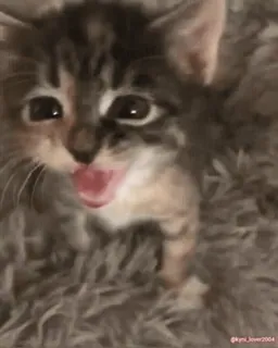💀 @kymi_lover2004 chaton, chat, animal, mignon, animal de compagnie whatsapp sticker