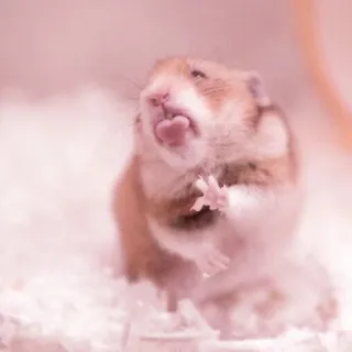 🤏 hamster, animal, rodent, cute, tongue telegram sticker