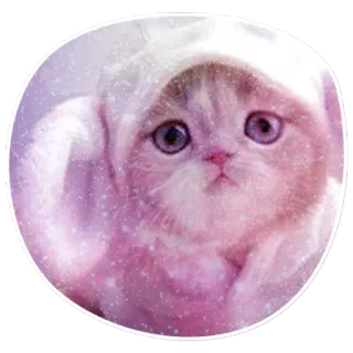 😢 cat, kitten, cute, animal, pet, fluffy telegram sticker