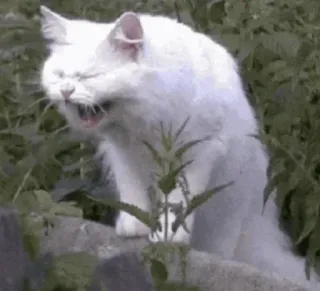 😂 cat, animal, white cat, yawning, mammal, domestic cat telegram sticker