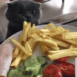 😋 кот, еда, картошка фри, овощи, смешной, милый, тарелка telegram sticker