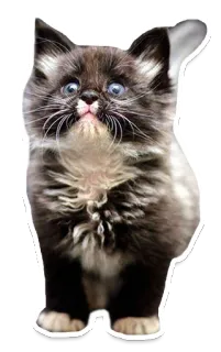 😮 고양이, 새끼 고양이, 애완동물, 귀여운, 동물 telegram sticker