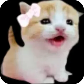 🐱 Sad Cat Meme whatsapp sticker