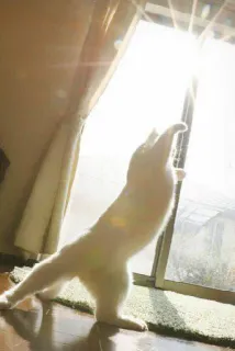 😊 gatto, stiramento, luce solare, finestra, gatto bianco, animale domestico telegram sticker