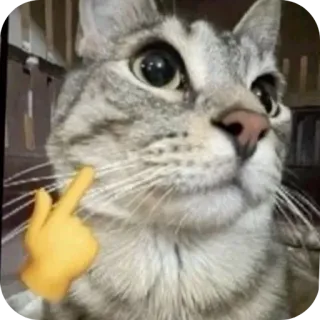 😎 고양이, 동물, 애완동물, 이모지, 손가락 telegram sticker