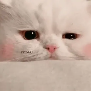 🐱 rraaar kot, słodki, kociak, zwierzę domowe, zwierzę, biały kot telegram sticker