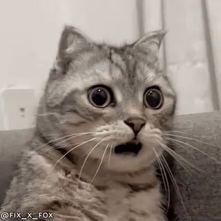 😳 @FIX_X_FOX cat, funny, scared, shocked, surprised, kitten, animal telegram sticker