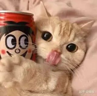 😺 gato, lambendo, fofo, animal de estimação, animal whatsapp sticker