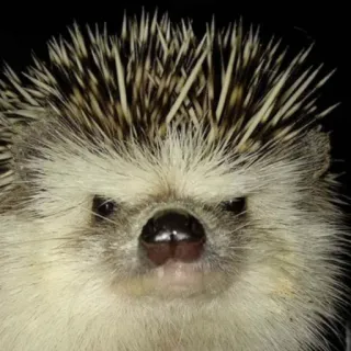 🦔 riccio, animale, carino, mammifero, animale domestico whatsapp sticker
