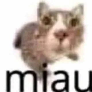 🐈 miau telegram sticker