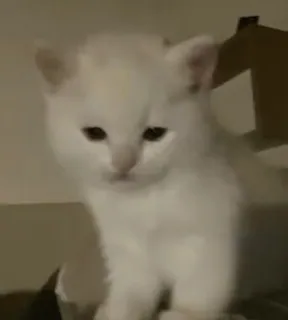 🌟 Kätzchen, weiße Katze, süß, Tier whatsapp sticker