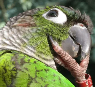 🤔 perroquet, oiseau, conure à joues vertes, animal, animal de compagnie, faune, nature telegram sticker
