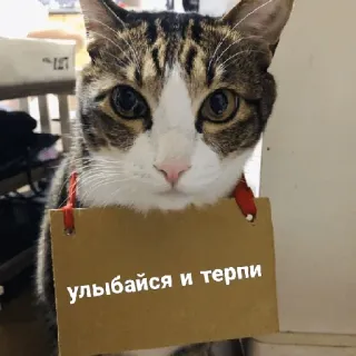🥲 улыбайся и терпи แมว, ป้าย, รัสเซีย, สัตว์, มีม telegram sticker