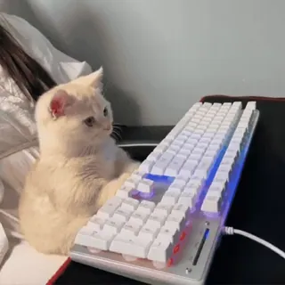 🐱 cat, keyboard, typing, animal, cute, pet, gamer telegram sticker