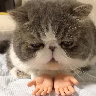 😞 Katze, Hände, Tier, lustig, Meme, süß, Exotic Shorthair, Haustier telegram sticker