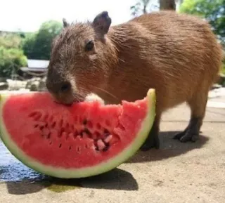 🍉 kapibara, arbuz, zwierzę, gryzoń, słodki, jedzenie telegram sticker