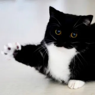 🫡 cat, black and white, animal, cute whatsapp sticker