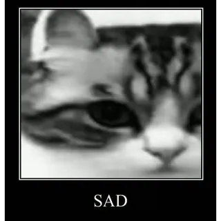 🤿 SAD chat, triste, mème, animal, animal de compagnie, chaton telegram sticker