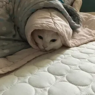 🐱 gato, cobertor, animal de estimação, animal, fofo, gato branco telegram sticker