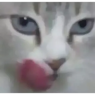 😋 кот, лижет, животное, питомец, милый, домашнее животное telegram sticker