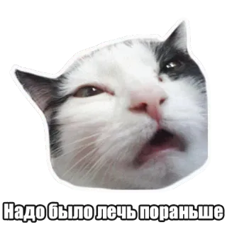 😴 Надо было лечь пораньше chat, endormi, mème, russe, drôle, animal telegram sticker