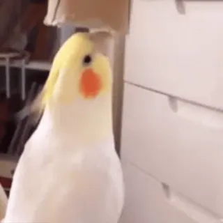 😊 オウム, オカメインコ, 鳥, ペット, 動物, 黄色, 白 telegram sticker