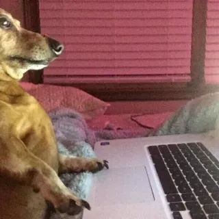🧐 perro, portátil, animal, teckel, mascota, ordenador telegram sticker
