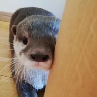 😣 loutre, animal, mignon, mammifère, faune, portrait telegram sticker