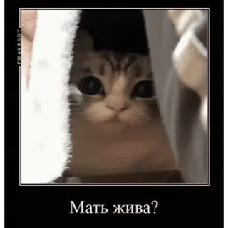 😘 Мать жива? mèo, meme, dễ thương, động vật, nhìn trộm telegram sticker