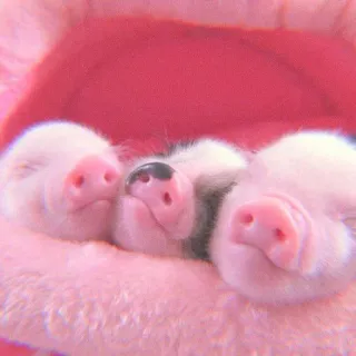 🐽 pigs, cute, pink, animals, sleeping telegram sticker