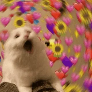 🍥 gato, corações, amor, meme, girassóis, fofo telegram sticker