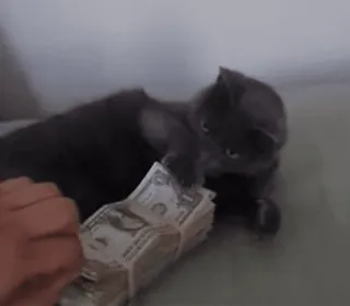 💵 chat, argent, cash, dollars, pile, riche, animal, animal de compagnie whatsapp sticker