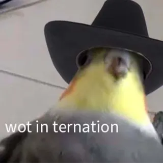 🤠 wot in ternation oiseau, cockatiel, chapeau cowboy, mème, drôle, animal telegram sticker