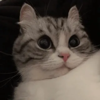 🤨 kucing, hewan peliharaan, binatang, imut, anak kucing, kucing domestik, felin whatsapp sticker