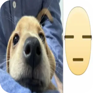 🐱 chien, chiot, emoji, triste, mignon telegram sticker