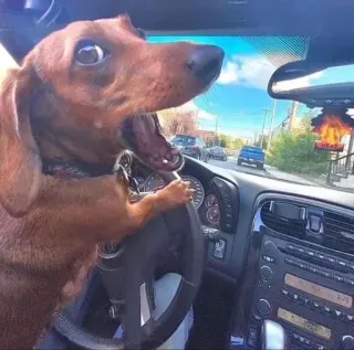 🌟 cão, dirigindo, animal, carro, engraçado, fofo, dachshund telegram sticker