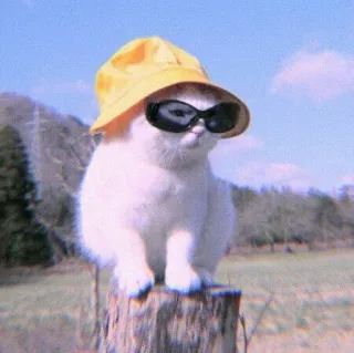🍣 gatto, occhiali da sole, cappello, animale, carino, animale domestico telegram sticker