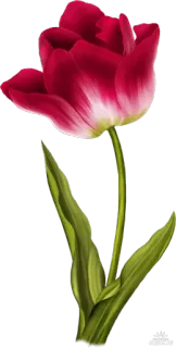 🌷 Blume, Tulpe, Rot, Natur, Pflanze whatsapp sticker