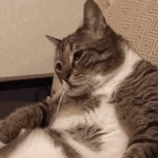 🌚 猫, 飼い猫, 動物, ペット, 哺乳類, ネコ科 whatsapp sticker