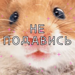 🤢 НЕ ПОДАВИСЬ hamster, cute, animal, meme, russian, text, kawaii telegram sticker