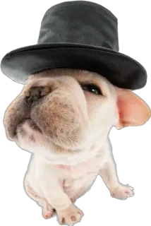 🎩 หมา, เฟรนช์ บูลด็อก, หมวก, หมวกทรงสูง, สัตว์, สัตว์เลี้ยง, น่ารัก telegram sticker