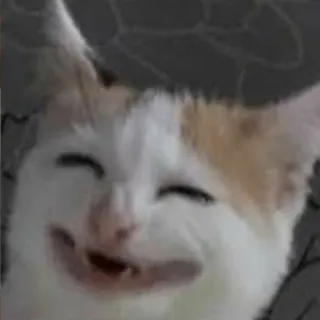 😆 Katze, Tier, Haustier, Meme, Lustig whatsapp sticker