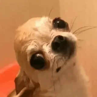 🐩 dog, chihuahua, puppy, wet dog, animal telegram sticker