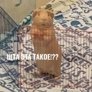 😡 ЩТА ЭТА ТАКОЕ!?? cochon d'inde, animal, animal de compagnie, drôle, cage telegram sticker
