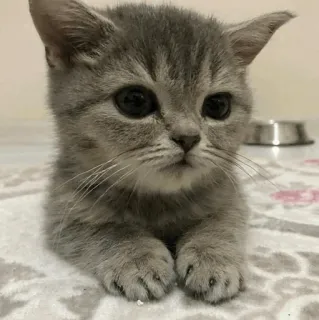 🌿 mèo, mèo con, mèo xám, thú cưng, động vật, vật nuôi telegram sticker