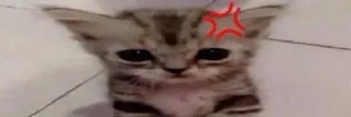 😔 Katze, Kätzchen, wütend, verärgert, Katzenartig, Emoji telegram sticker