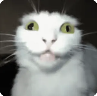 😁 kucing, binatang, meme, lucu, imut, kucing putih, hewan peliharaan whatsapp sticker