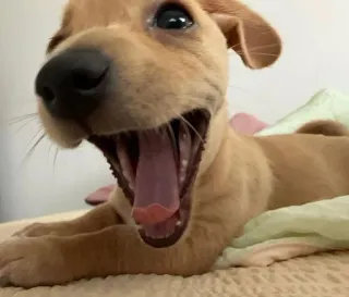 😆 dog, puppy, animal, pet, cute, open mouth, yawning, small dog telegram sticker