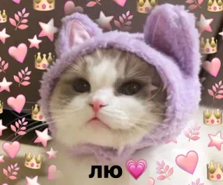 💗 ЛЮ 猫, 可愛い, カワイイ, ハート, 王冠, ステッカー, 紫, 動物 telegram sticker
